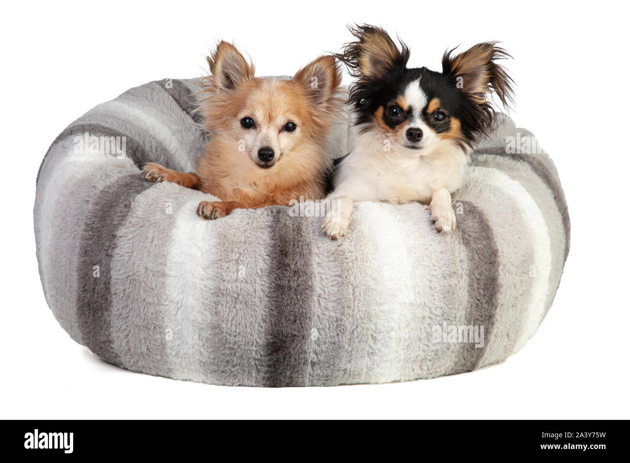 Due chihuahuha in un morbido cuscino grigio su sfondo bianco Foto Stock