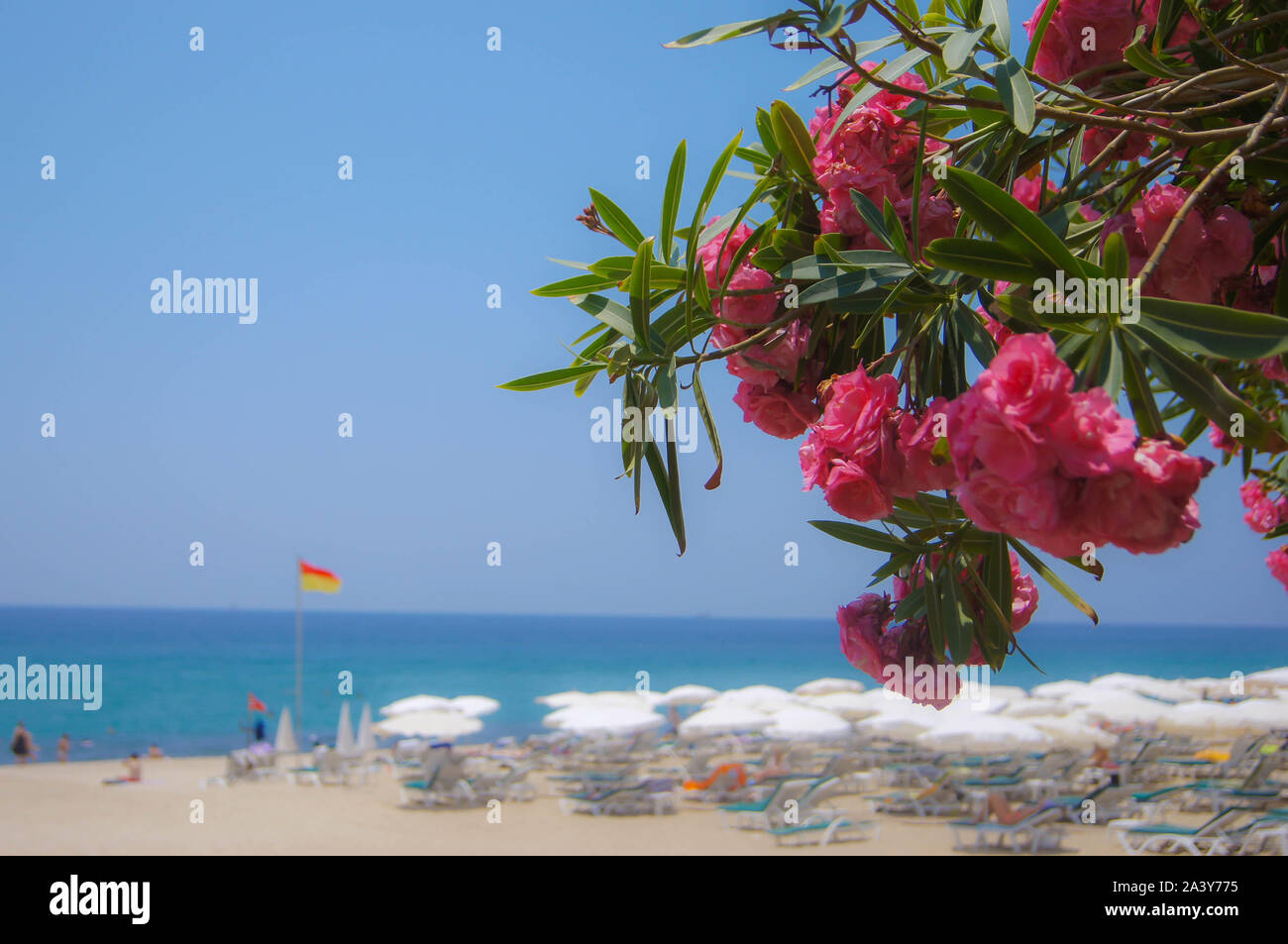 Veiw del mare Mediterraneo e Kleopatra beach incorniciato con fiori di colore rosa oleandro. Alanya, Antalya, Turchia. Formato quadrato. Foto Stock