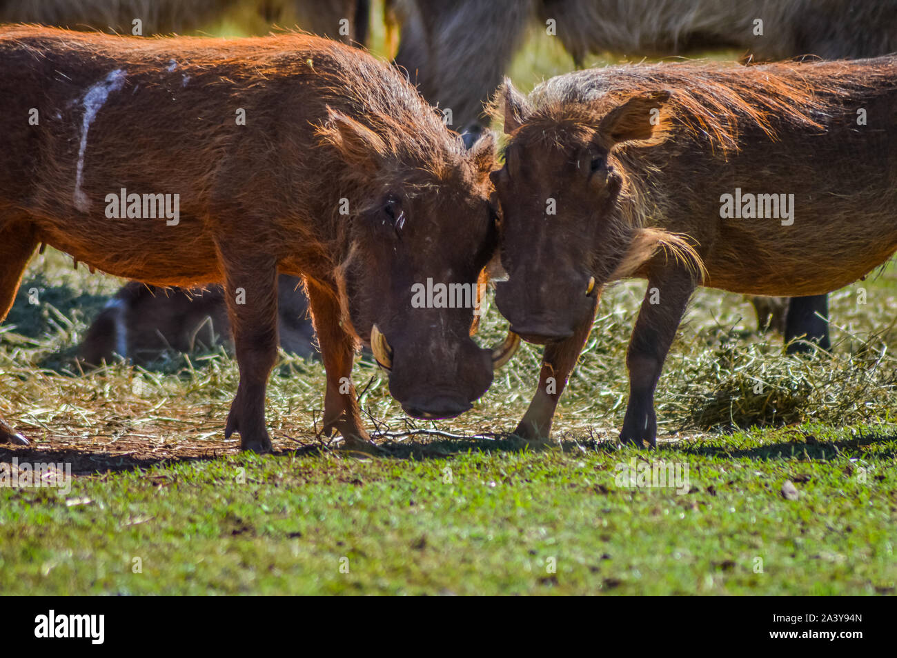 Warthog comune interagire e giocare in un sudafricano game reserve Foto Stock