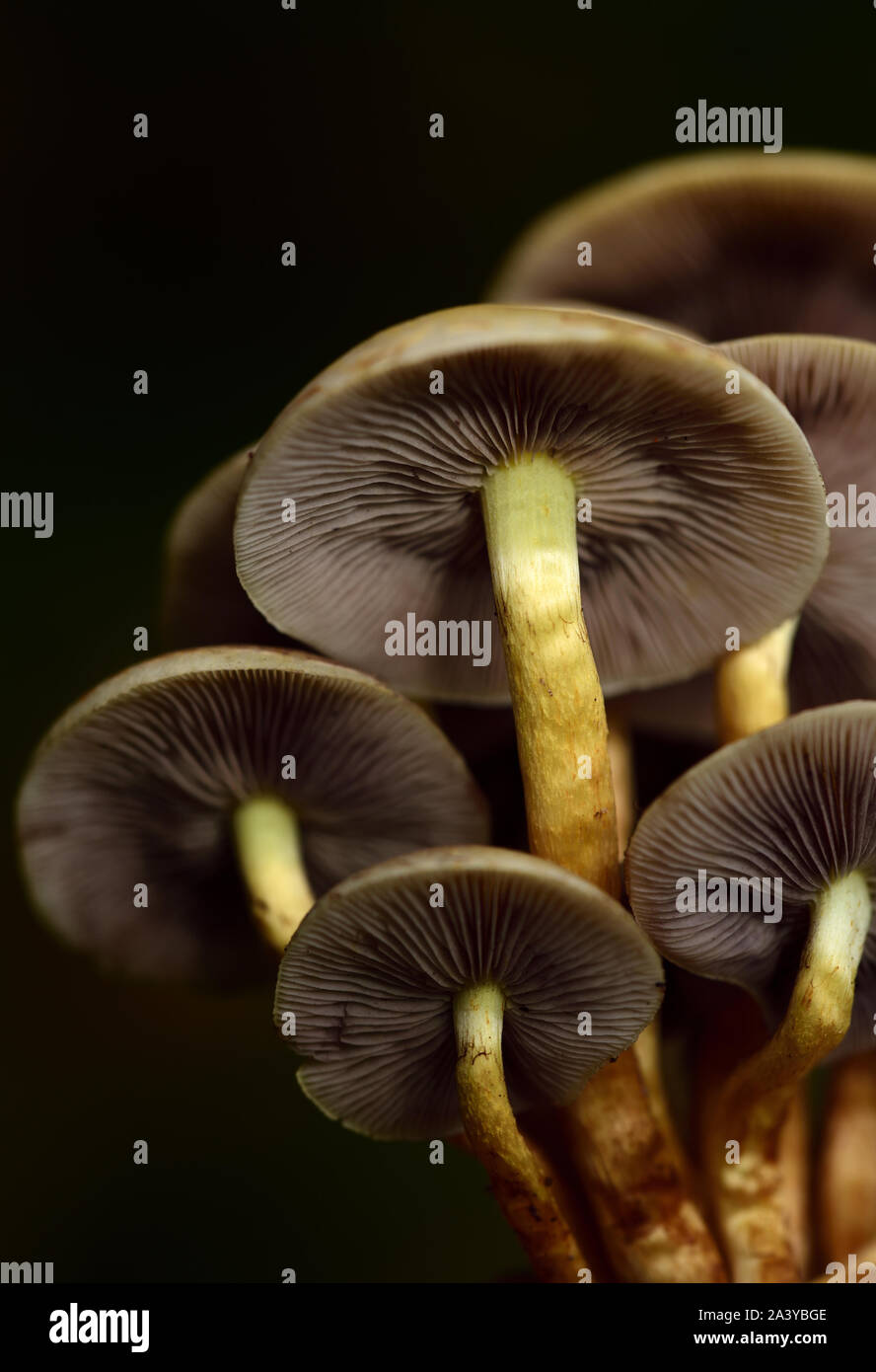 Un gruppo di marrone poco fresco funghi con stecche di fronte scuro dello sfondo di autunno Foto Stock