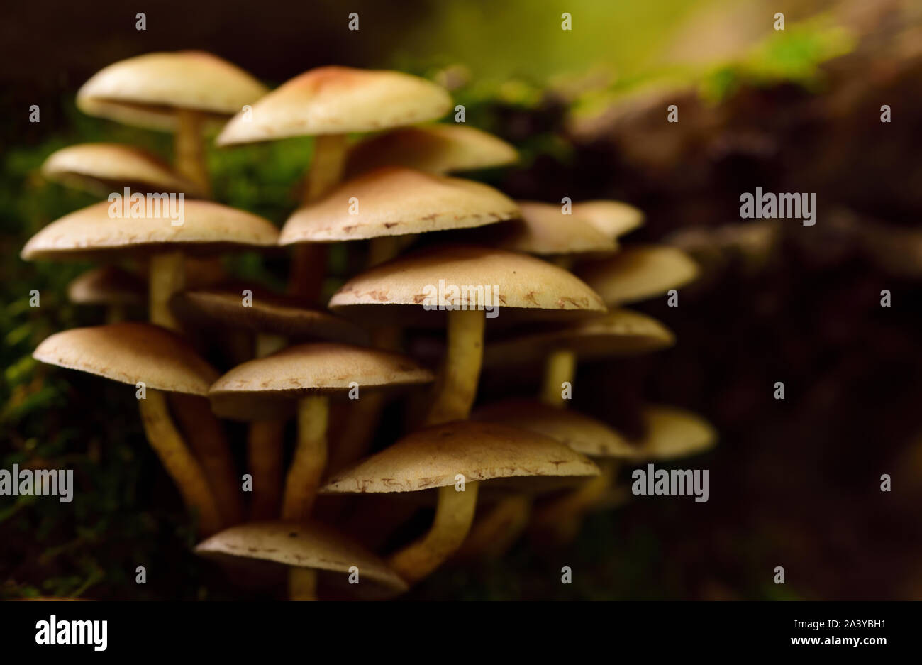 Un gruppo di marrone poco fresco funghi con stecche di fronte scuro dello sfondo di autunno Foto Stock