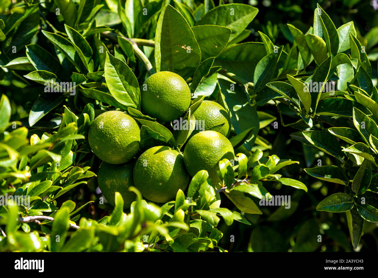 Close-up di verde tangerini cresce su un albero in Dalaman, Turchia Foto Stock