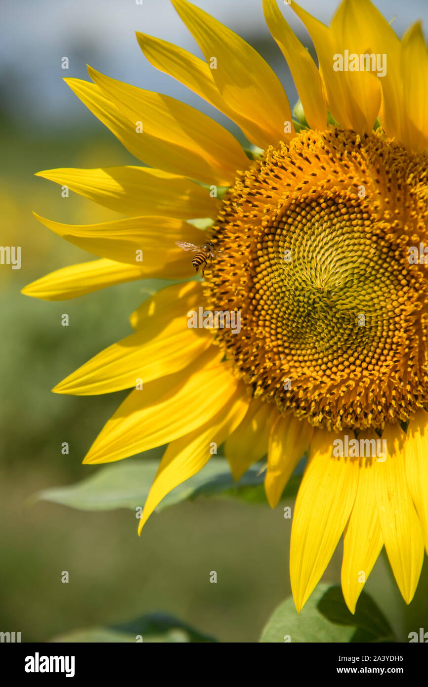 Il miele delle api di impollinazione di semi di girasole. Bee produce miele su un fiore. Close-up shot di bee raccolgono nettare il girasole, bella girasoli, foglie verdi Foto Stock
