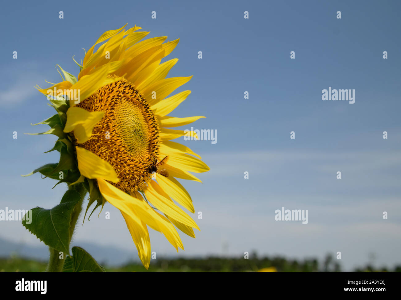 Il miele delle api di impollinazione di semi di girasole. Bee produce miele su un fiore. Close-up shot di bee raccolgono nettare il girasole, bella girasoli, foglie verdi Foto Stock