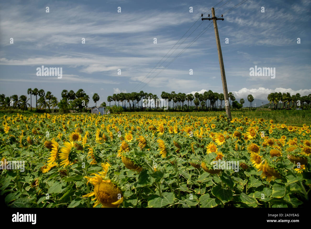Il miele delle api di impollinazione di semi di girasole. Bee produce miele su un fiore. Close-up shot di bee raccolgono nettare il girasole, bella girasoli, foglie verdi Foto Stock