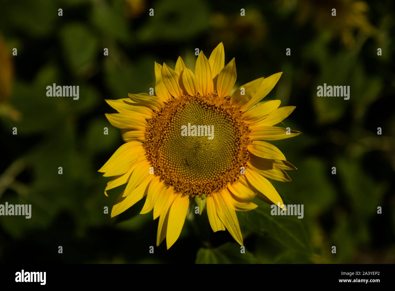 Il miele delle api di impollinazione di semi di girasole. Bee produce miele su un fiore. Close-up shot di bee raccolgono nettare il girasole, bella girasoli, foglie verdi Foto Stock