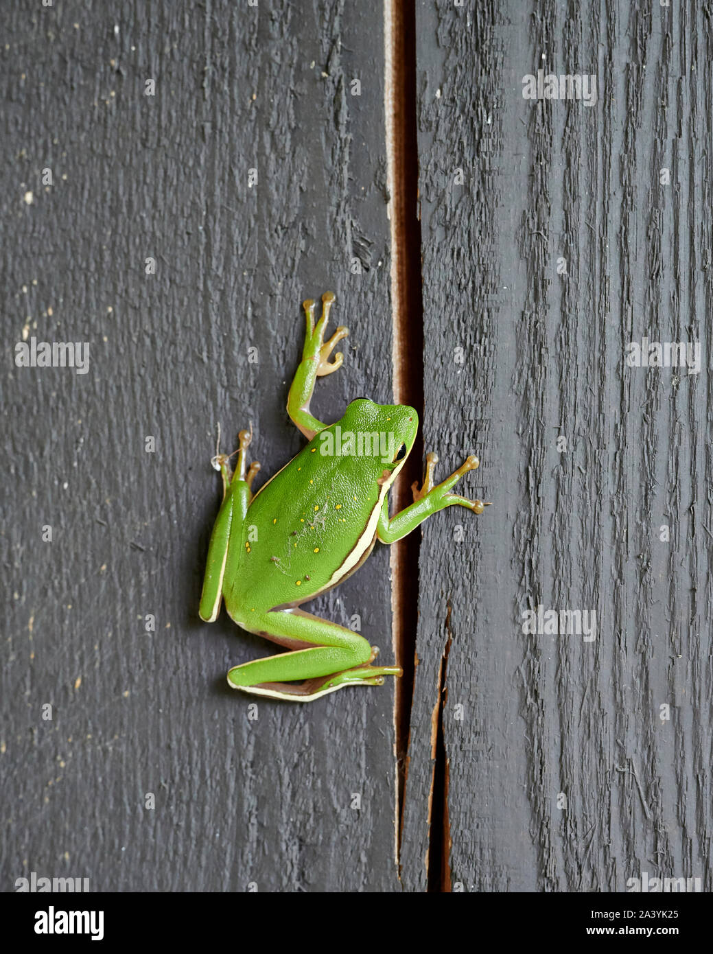 American ranocchio verde, Hyla cinerea, una specie di nuovo mondo raganella in appoggio su una trave di legno vicino ad un giardino di casa. Foto Stock