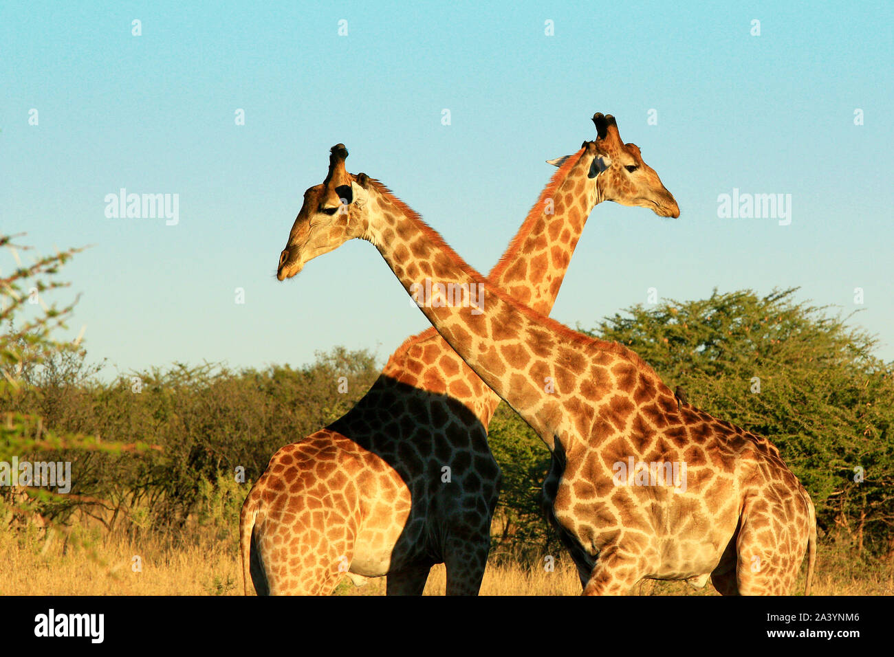 Le giraffe attraversare sentieri a Moremi Game Reserve (Okavango Delta) Foto Stock