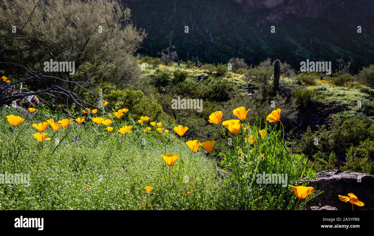 Linea di papaveri sentieri e aroyos di picco Picacho parco dello stato durante il 2019 superbloom lungo I10 tra di Tucson e Phoenix. Foto Stock