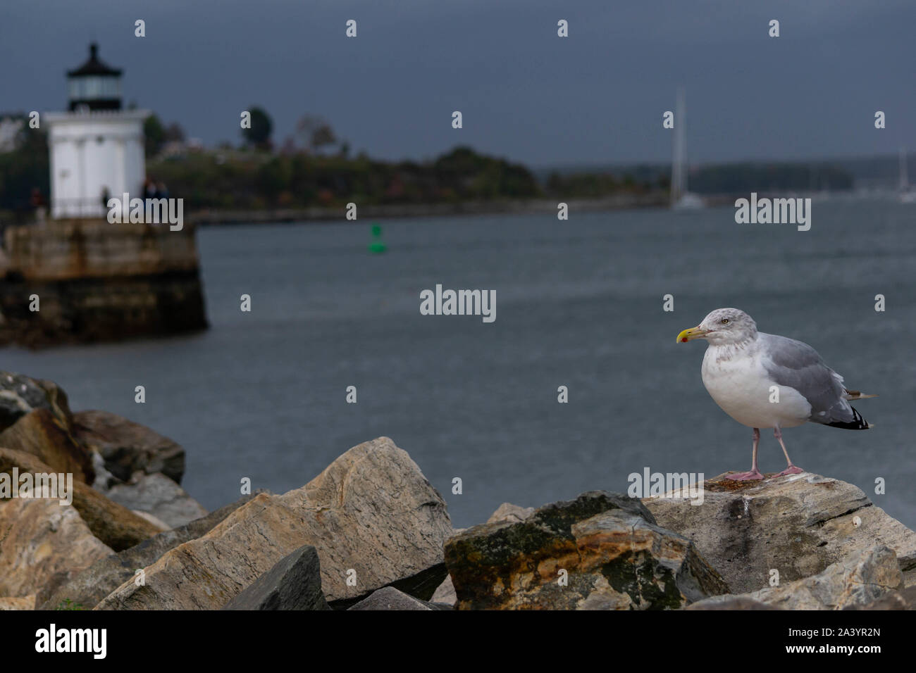 Un gabbiano in primo piano di un faro Foto Stock