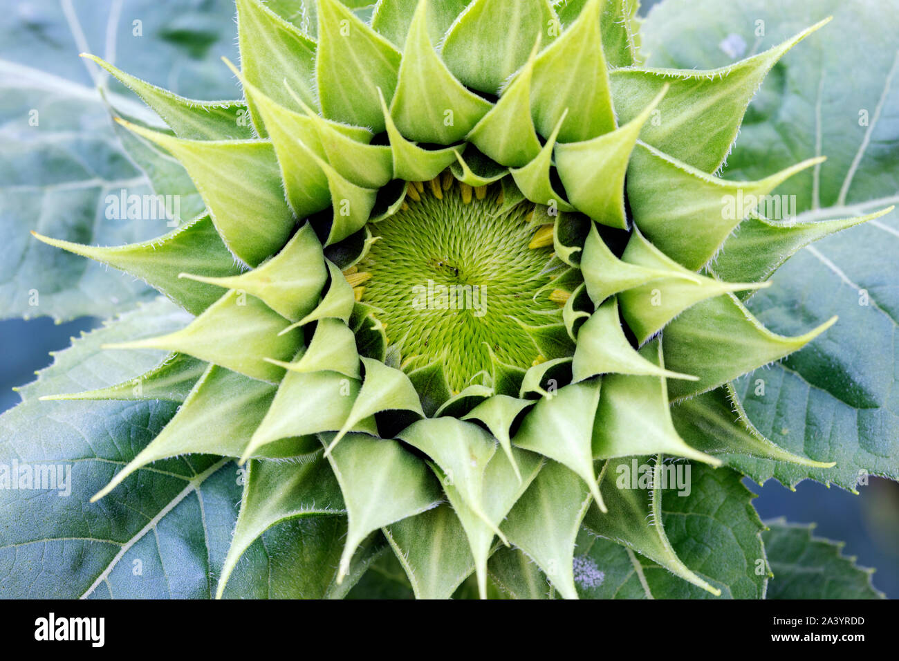 Modelli di astratta di un girasole - Asheville, North Carolina, STATI UNITI D'AMERICA Foto Stock