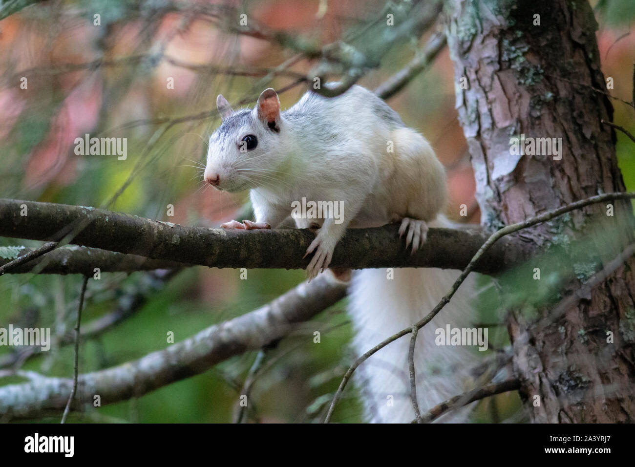 Scoiattolo bianco - Colore variante del grigio orientale scoiattolo (Sciurus carolinensis) - Brevard, North Carolina, STATI UNITI D'AMERICA Foto Stock