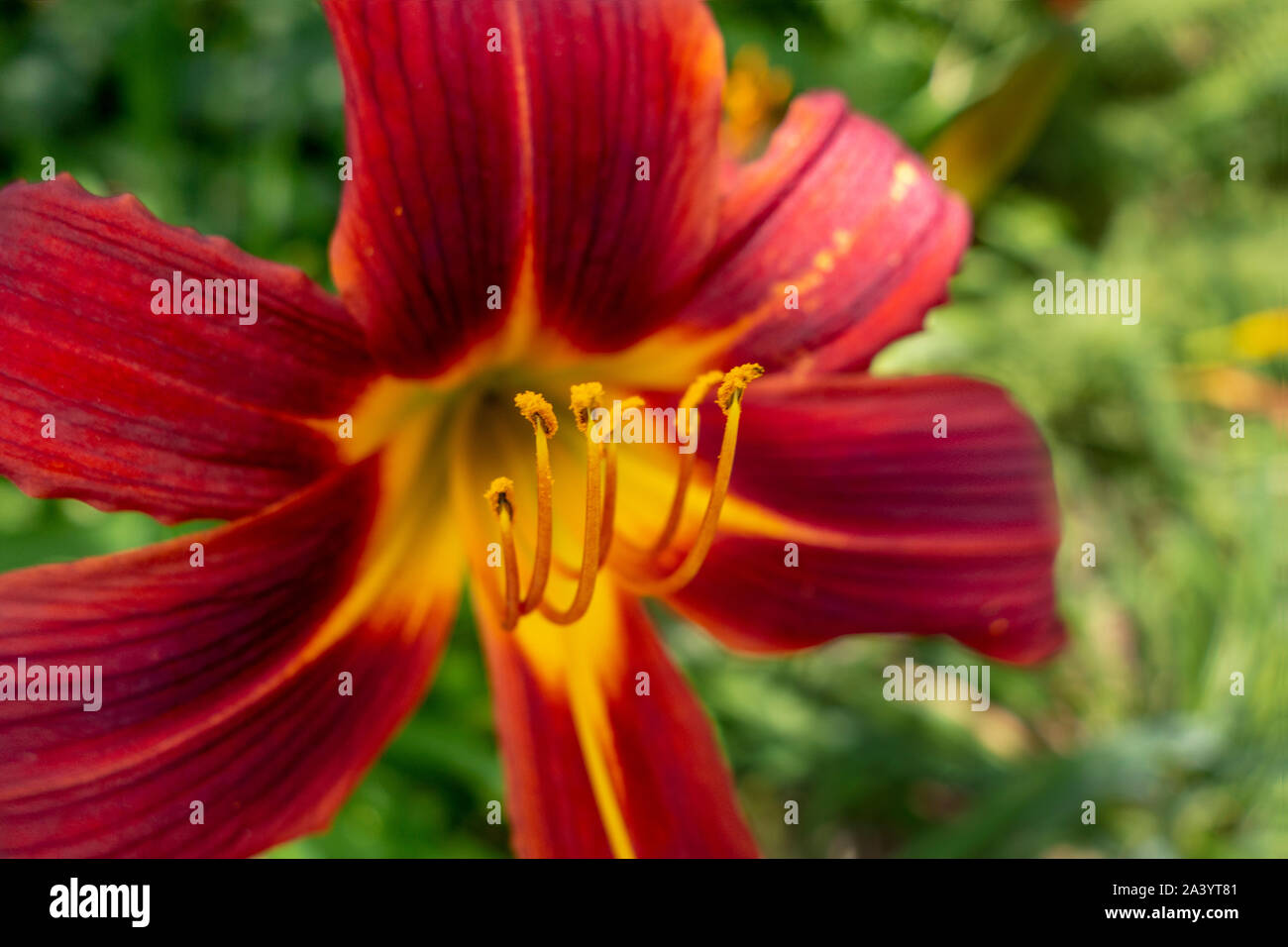 Fiorisce giglio con ansa giallo arancione pedali in una piscina giardino parcheggio Foto Stock