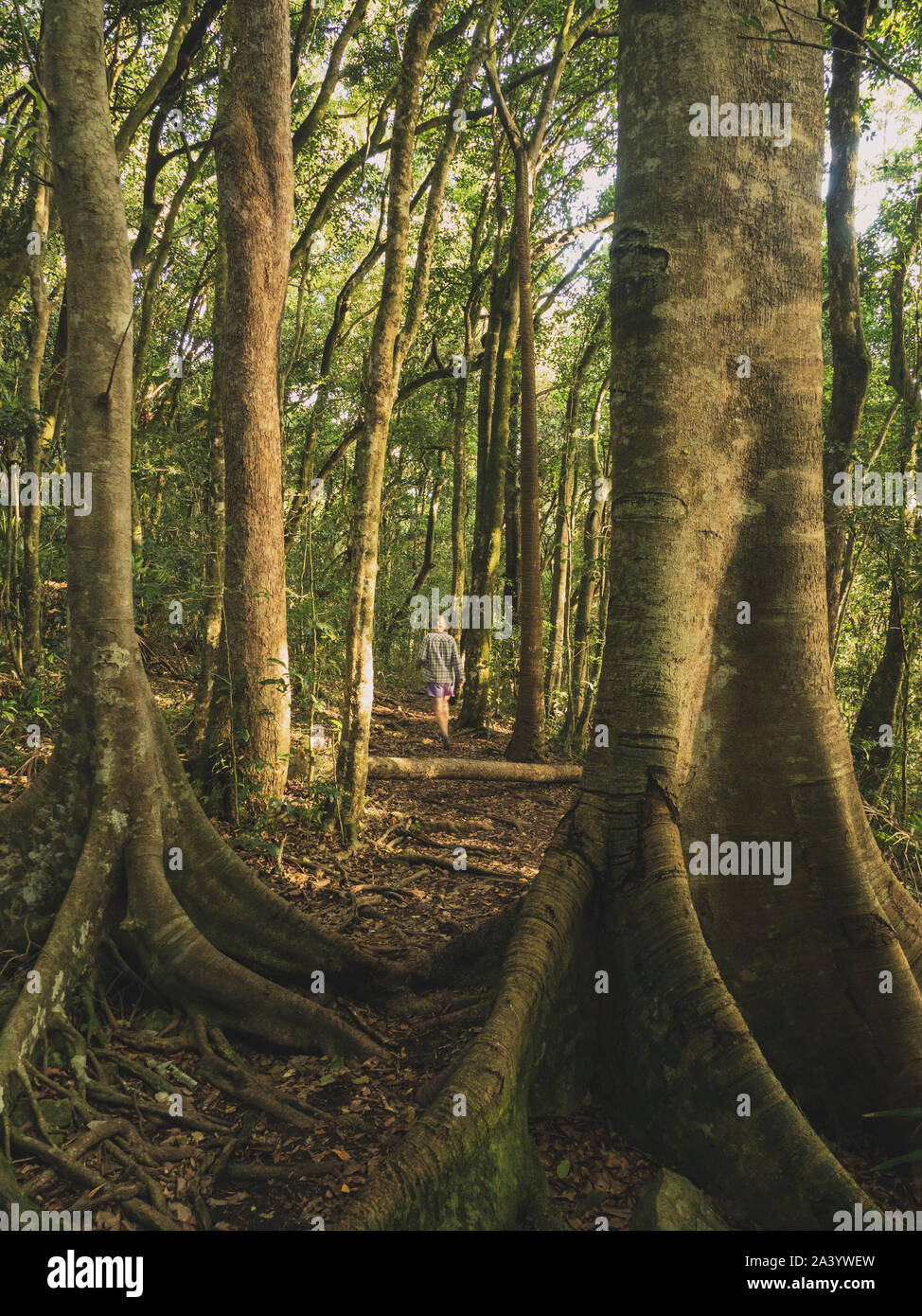 Donna che cammina nel bosco in Myall Lakes National Park, Australia Foto Stock
