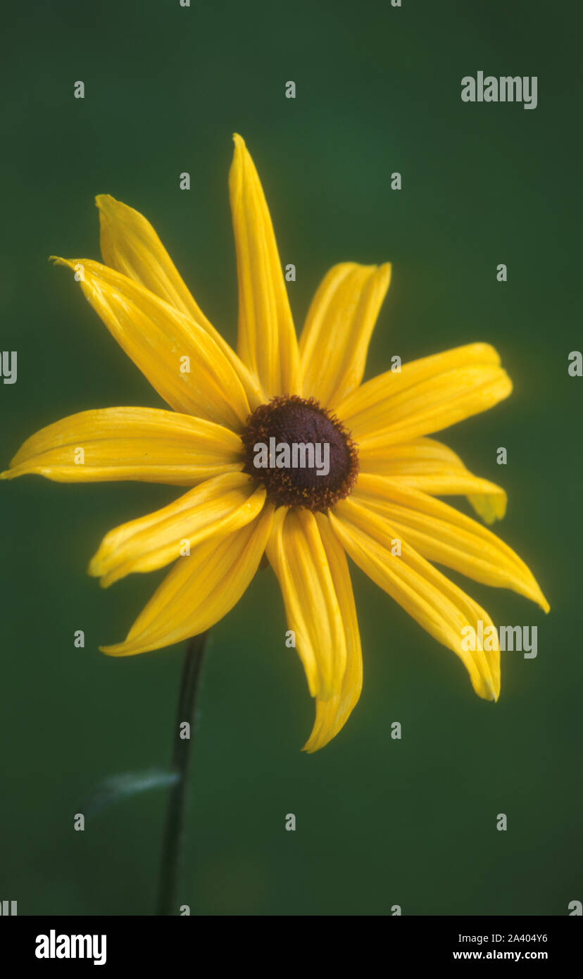 CLOSE-UP DI UN SINGOLO FIORE RUDBECKIA Foto Stock