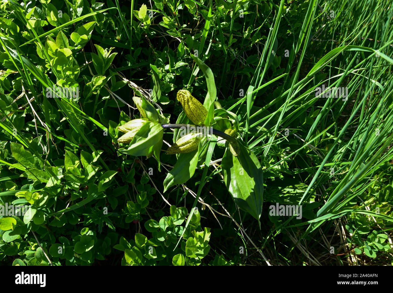 Gentiana lutea, il grande genziana. Foto Stock