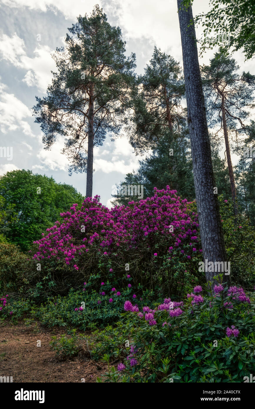 Azalee e rododendri Park in Kromlau, Bassa Sassonia, Germania Foto Stock