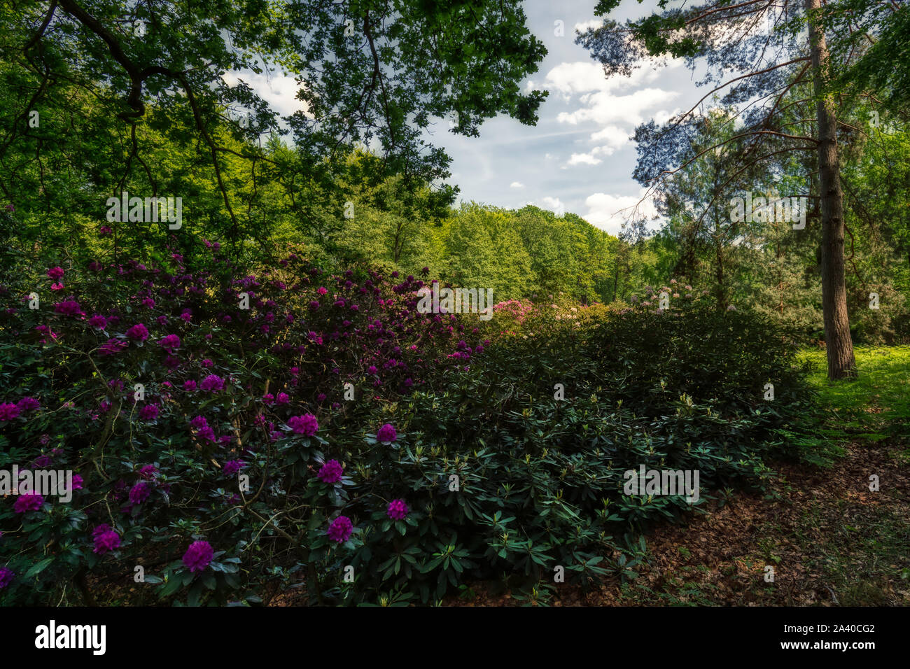 Azalee e rododendri Park in Kromlau, Bassa Sassonia, Germania Foto Stock