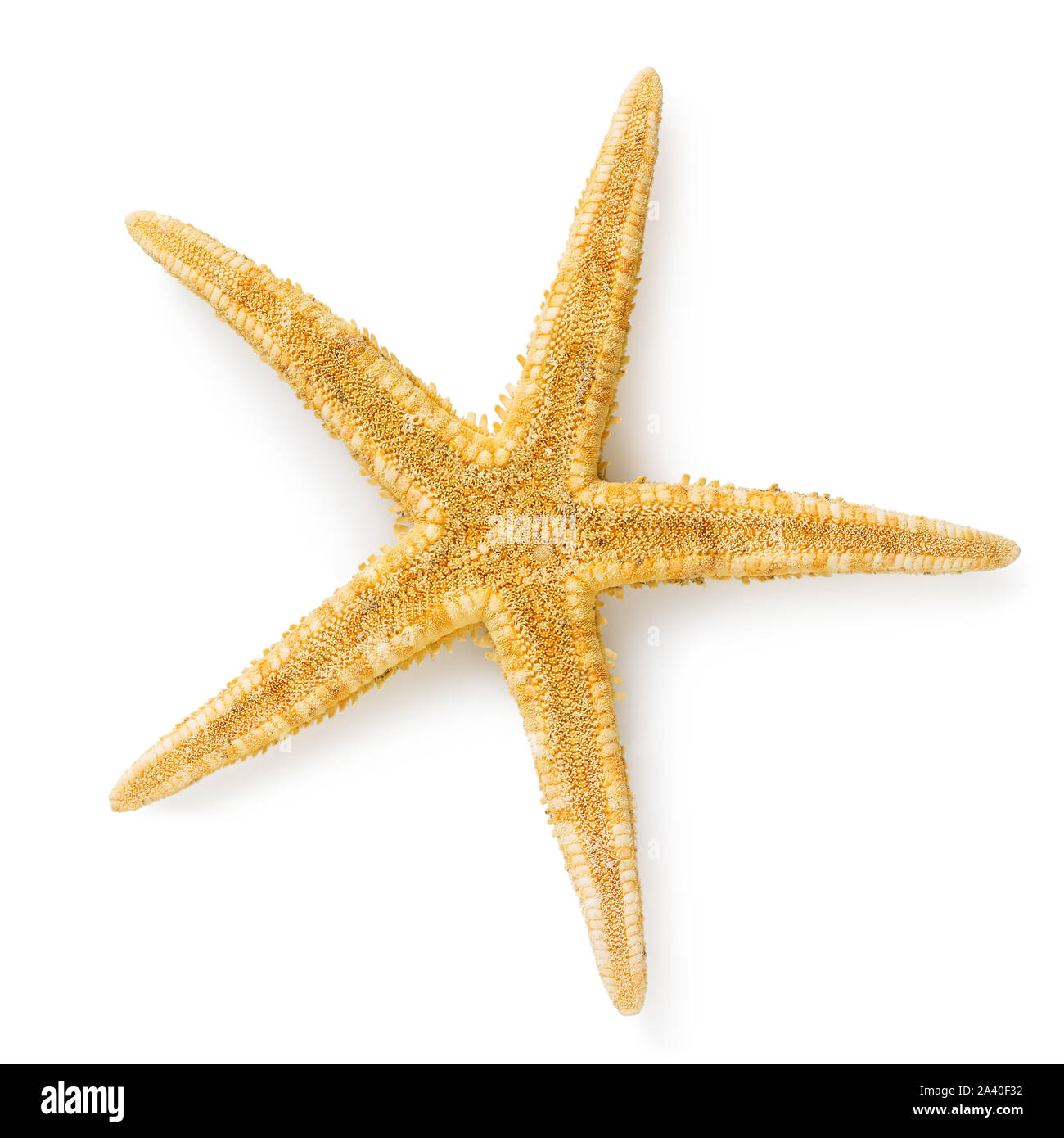 Starfish decorativo isolato su uno sfondo bianco. Vista della parte inferiore del guscio. Foto scattata da metodo di impilatura Foto Stock