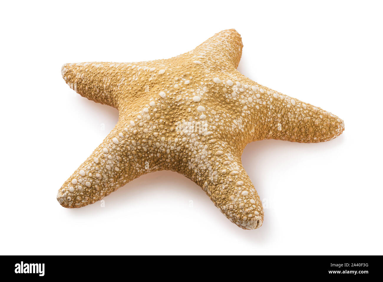 Starfish isolato su uno sfondo bianco. Mantello marrone chiaro. Foto scattata da metodo di impilatura Foto Stock
