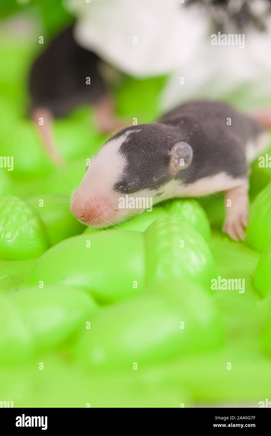 Il concetto della miniatura. Piccoli di ratto neonato di close-up. Mouse cub. Foto Stock