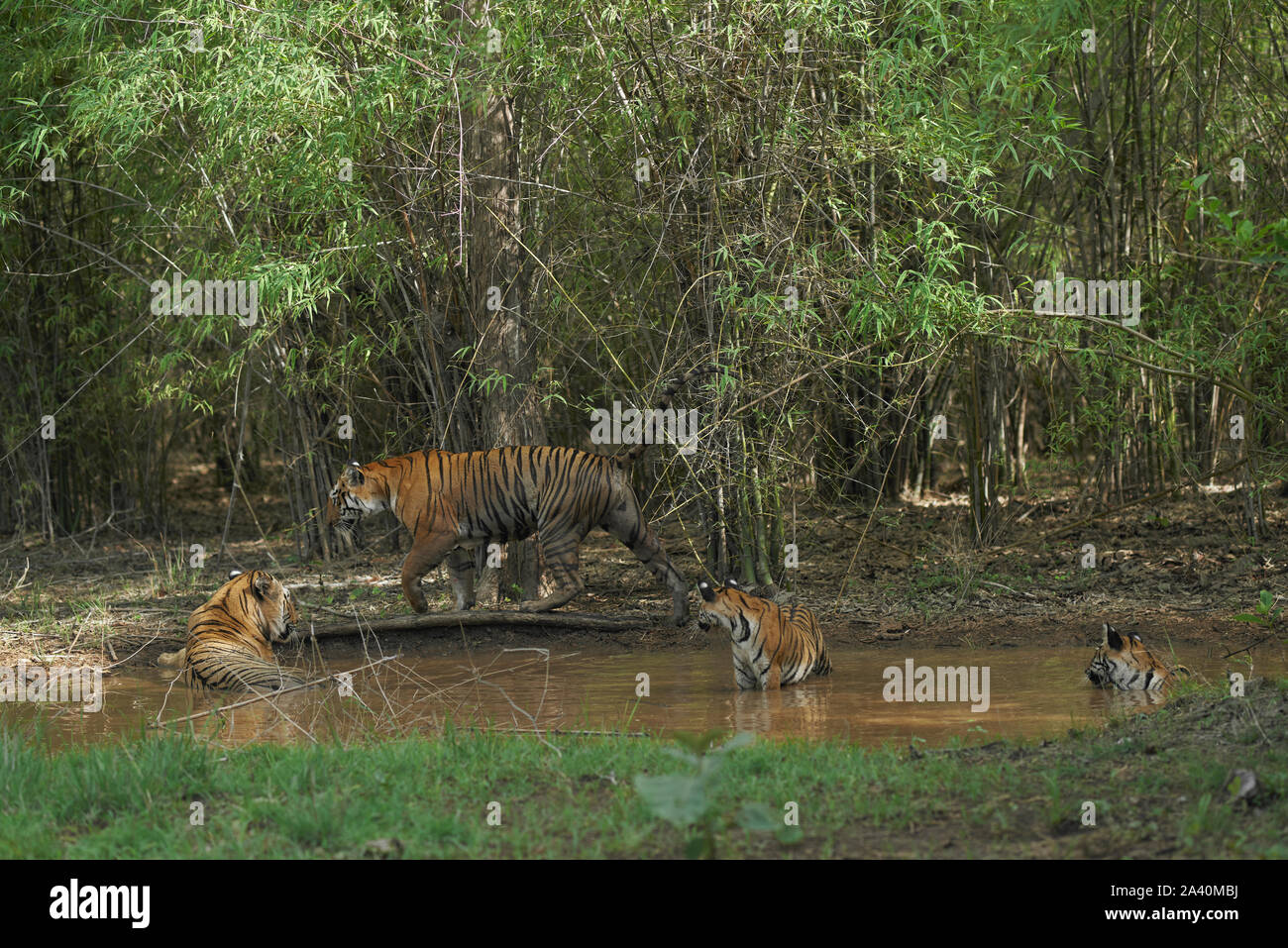 Maya Tigre aggirava e matkasur tigre maschio con i cuccioli di cooling off in monsone, Tadoba foresta, India Foto Stock