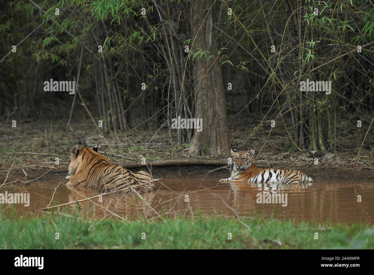 Matkasur tigre maschio raffreddamento fuori con il suo cucciolo di monsone, Tadoba foresta, India. Foto Stock