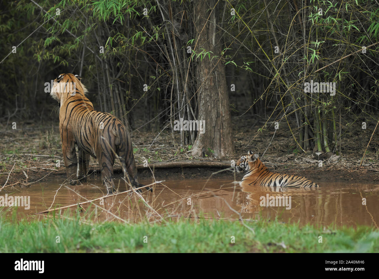 Matkasur tigre maschio guardando una preda con il suo cucciolo di monsone, Tadoba foresta, India. Foto Stock