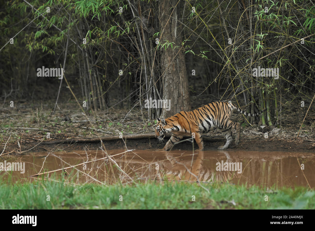 Maya Tigre Cub di monsone a Tadoba foresta, India. Foto Stock