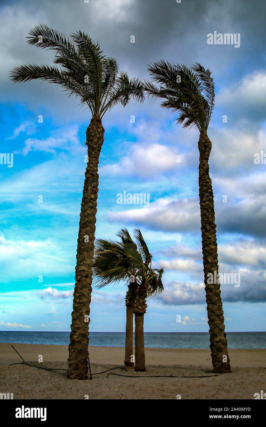 Le palme sulla spiaggia Foto Stock