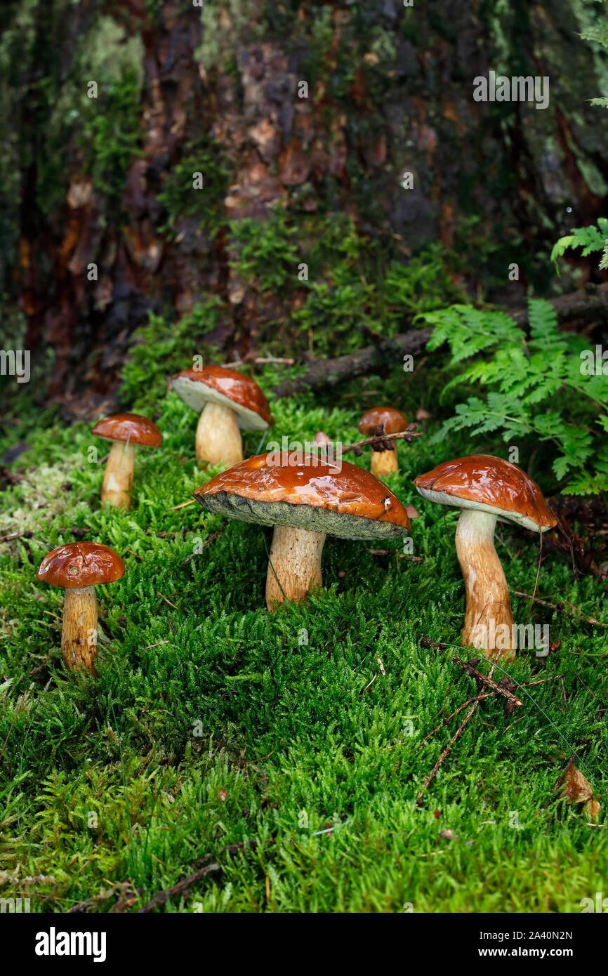 Bay boletes (Boletus badius), gruppo di funghi in MOSS, Schleswig-Holstein, Germania Foto Stock