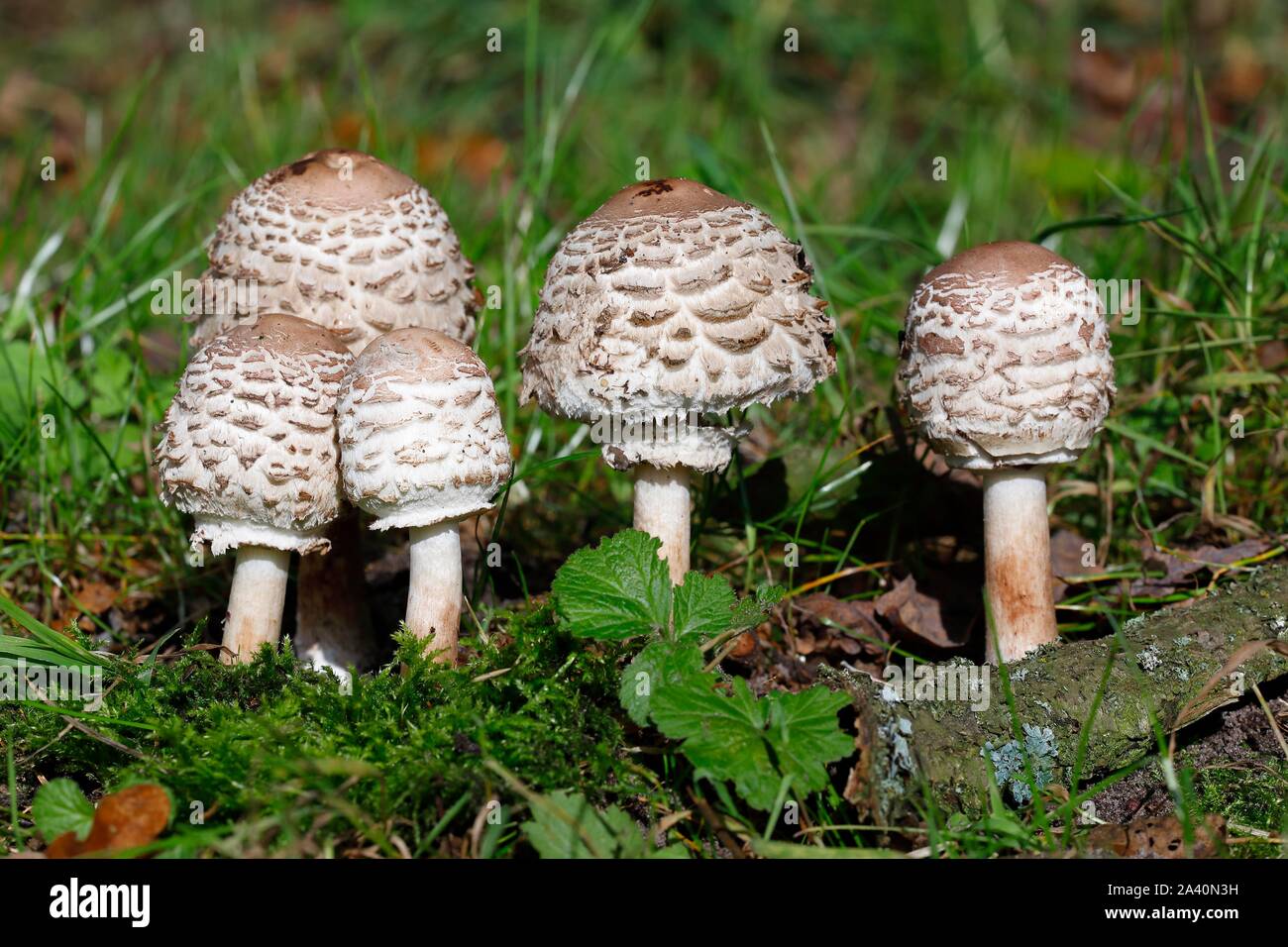 Shaggy parasol (Chlorophyllum rachodes), gruppo di funghi in fase giovanile, Schleswig-Holstein, Germania Foto Stock