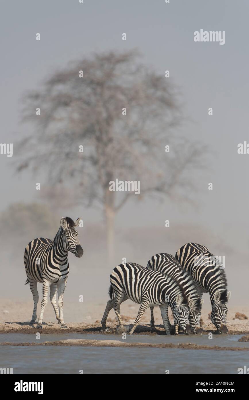 La Burchell zebre (Equus quagga burchelli), il gruppo di animali di bere a waterhole durante la tempesta di sabbia, Nxai Pan National Park, Ngamiland, Botswana Foto Stock