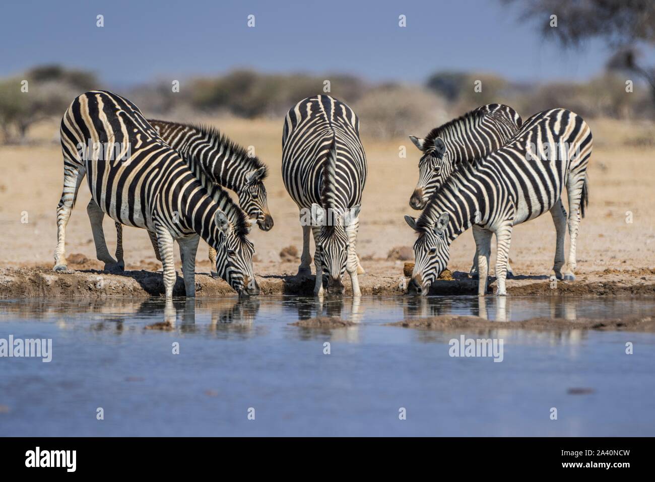 La Burchell zebre (Equus quagga burchelli), il gruppo di animali con animali giovani di bere a waterhole, Nxai Pan National Park, Ngamiland, Botswana Foto Stock