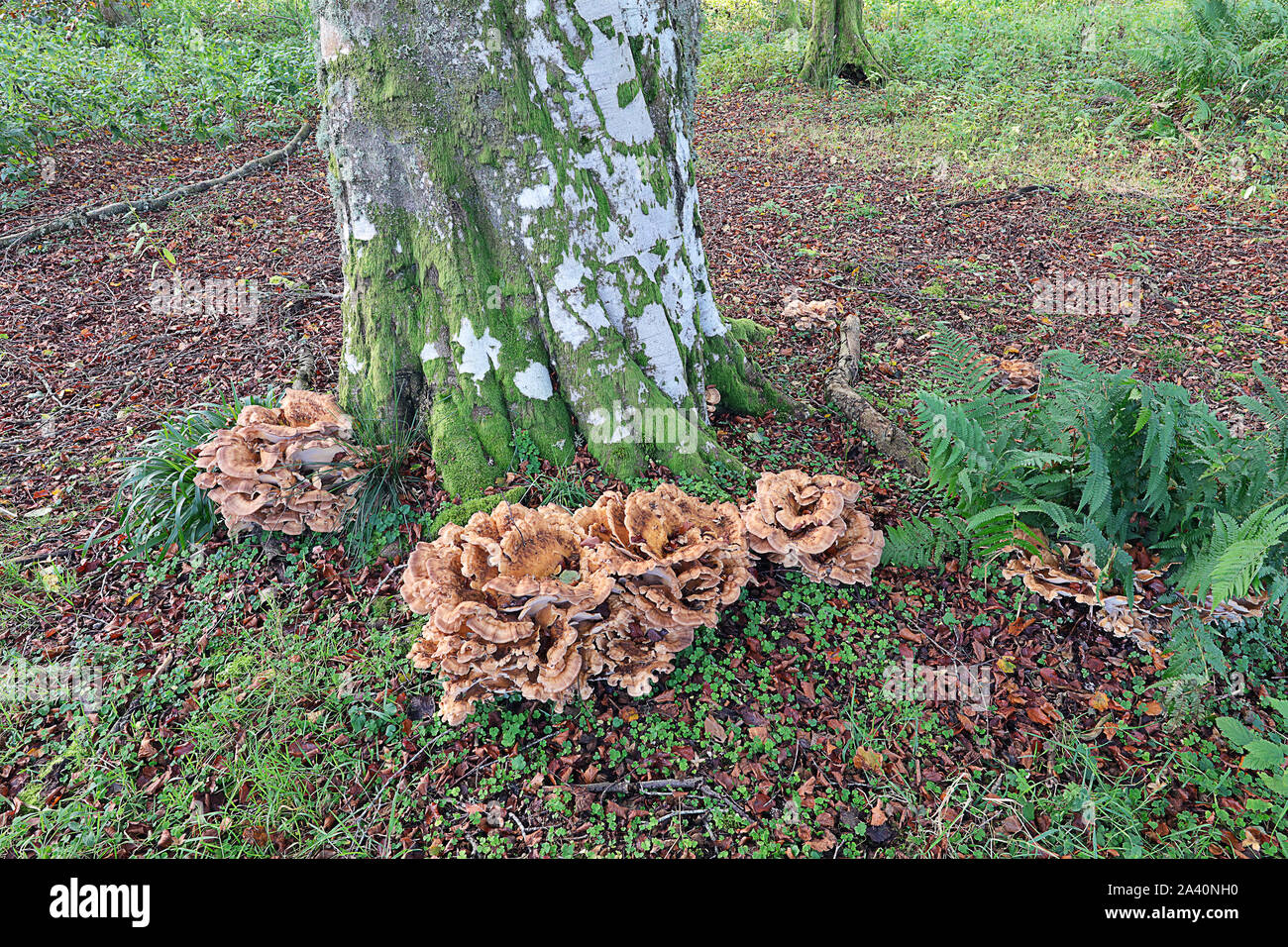 Meripilus giganteus Meripilus giganteus è un fungo polypore nella famiglia Meripilaceae. Foto Stock