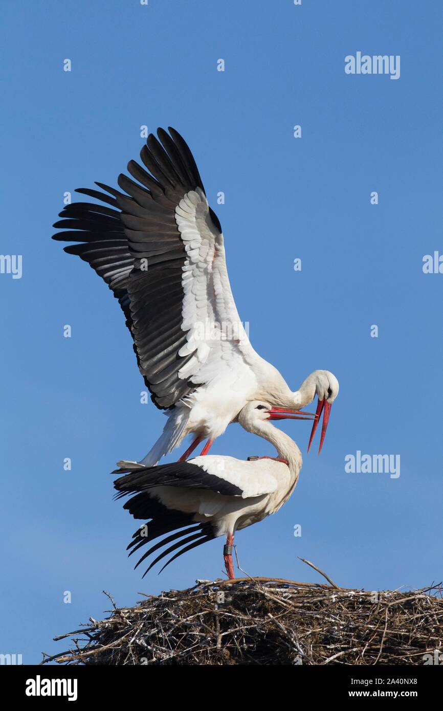 Cicogna bianca (Ciconia ciconia), coppia di accoppiamento sul nido, Germania Foto Stock