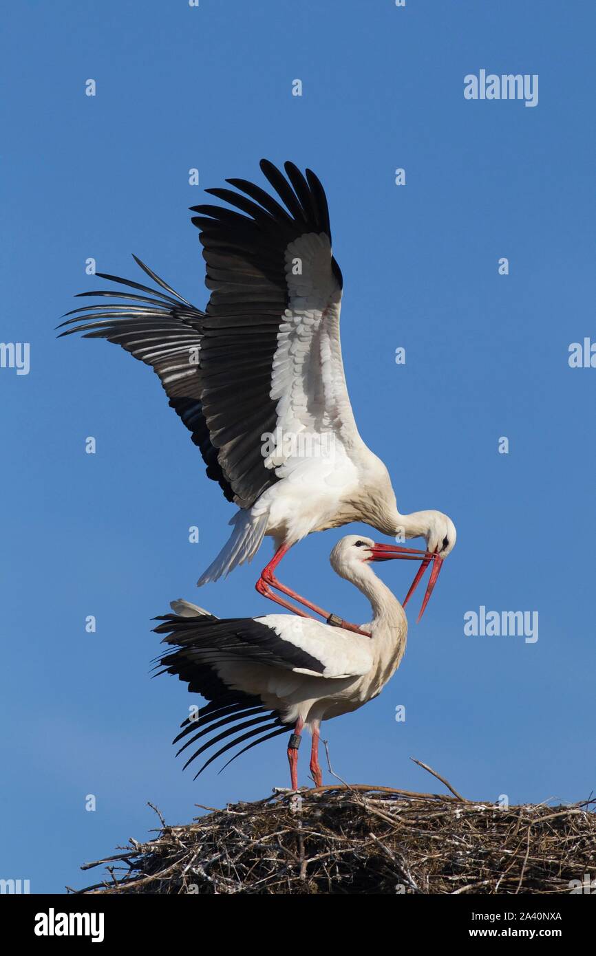 Cicogna bianca (Ciconia ciconia), coppia di accoppiamento sul nido, Germania Foto Stock