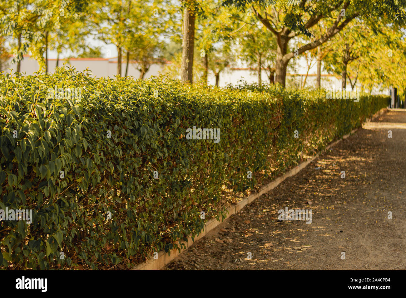 Prima dello stop al parco siepe che accompagna le foglie di autunno caduto giorni fa Foto Stock