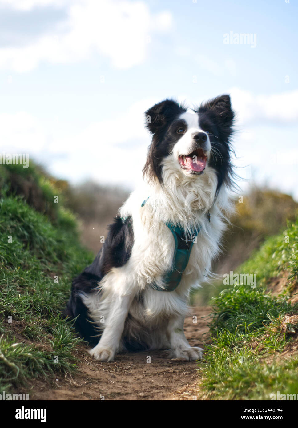 Pedigree Black and White Border Collie Dog Concentrating Young sitting Felice Foto Stock