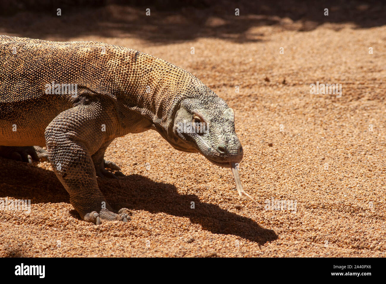 Bella drago di Komodo che è in uno stato rilassato Foto Stock
