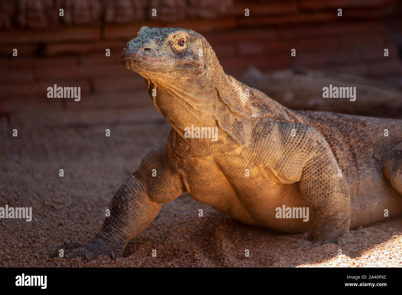 Bella drago di Komodo che è in uno stato rilassato Foto Stock