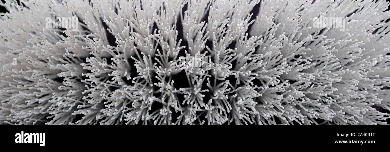 Close-up di una spazzola con le setole Foto Stock