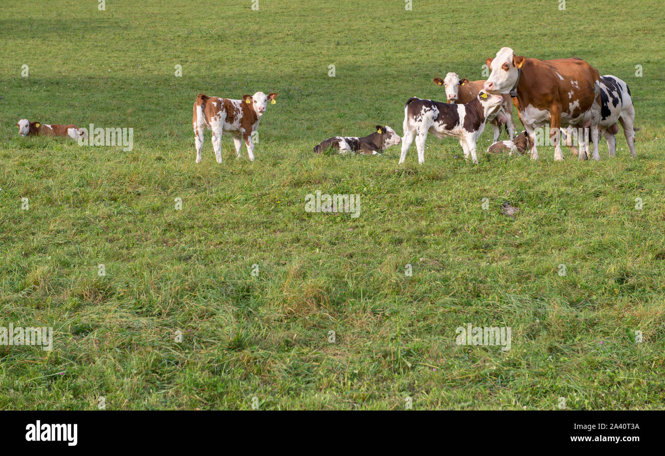 Costellazione familiare Foto Stock