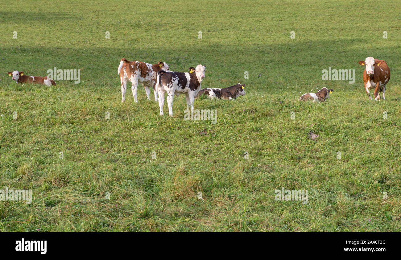Costellazione familiare Foto Stock