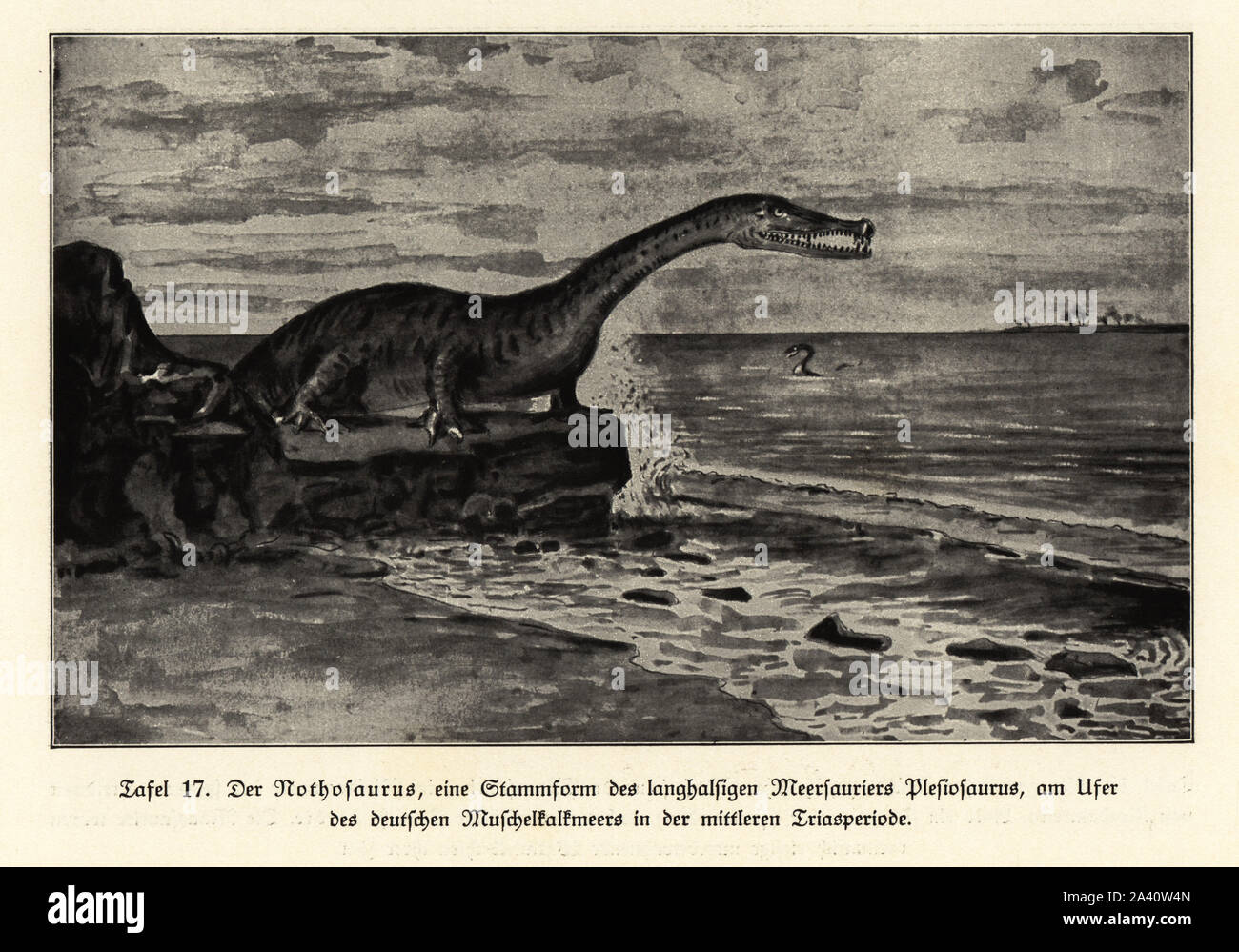 Nothosaurus, estinto genere di sauropterygian reptile dal guscio cuscinetto-mari di calcare, a metà periodo Triassico. Illustrazione da Wilhelm Bolsche's Das Leben der Urwelt, vita preistorica, Georg Dollheimer, Lipsia, 1932. Foto Stock