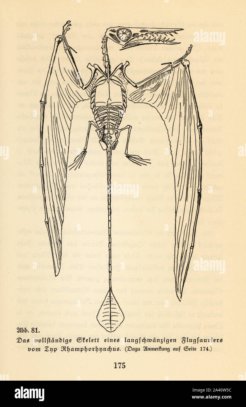 Scheletro completo di un estinto long-tailed pteranodonte, Rhamphorhynchus genere. Illustrazione da Wilhelm Bolsche's Das Leben der Urwelt, vita preistorica, Georg Dollheimer, Lipsia, 1932. Foto Stock