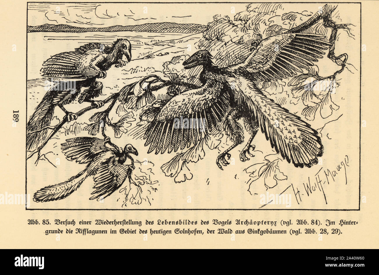 La ricostruzione di estinto Archaeopteryx uccelli in una foresta di gingko. Illustrazione di Hugo Wolff-Maage da Wilhelm Bolsche's Das Leben der Urwelt, vita preistorica, Georg Dollheimer, Lipsia, 1932. Foto Stock