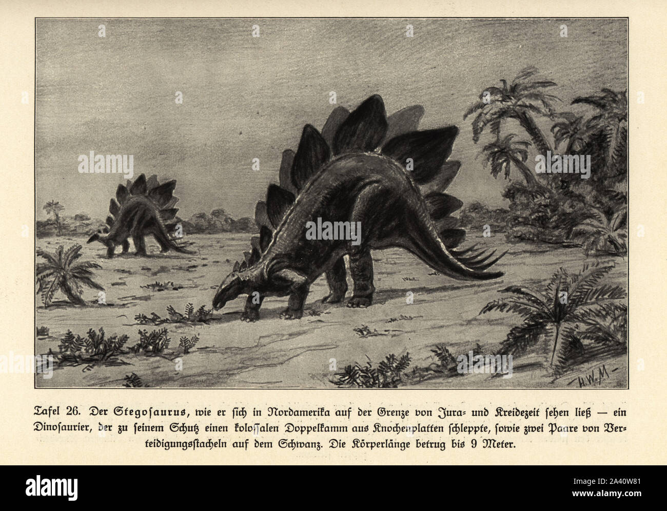 La ricostruzione di un estinto Stegosaurus, Nord America, al giurassico e Cretacico. Illustrazione di Hugo Wolff-Maage da Wilhelm Bolsche's Das Leben der Urwelt, vita preistorica, Georg Dollheimer, Lipsia, 1932. Foto Stock