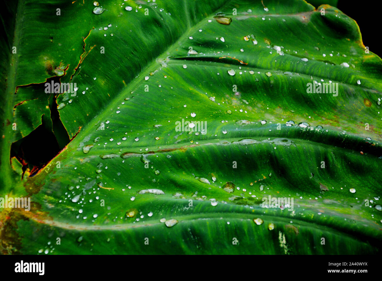 Close up di goccioline di acqua, rugiada su un grande verde delle foglie di taro impianto noto anche come colocasia esculenta e Cina Rose Foto Stock