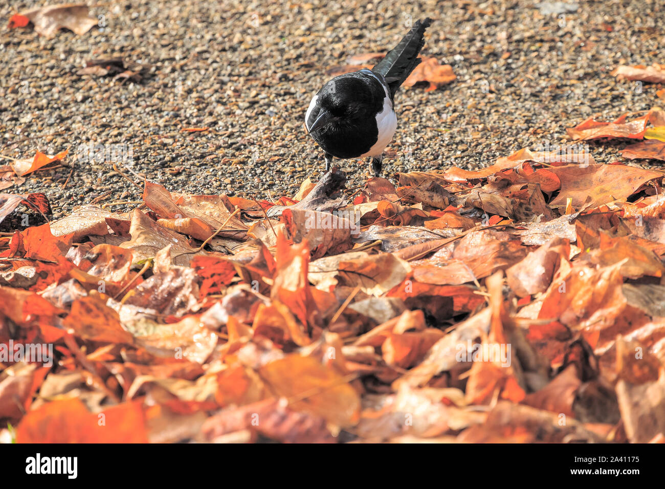 Bella Eurasian gazza, Europeo gazza, comune gazza (Pica pica) bird alla ricerca di cibo in mezzo mucchio di foglie cadute in Regent's Park di Londra Foto Stock